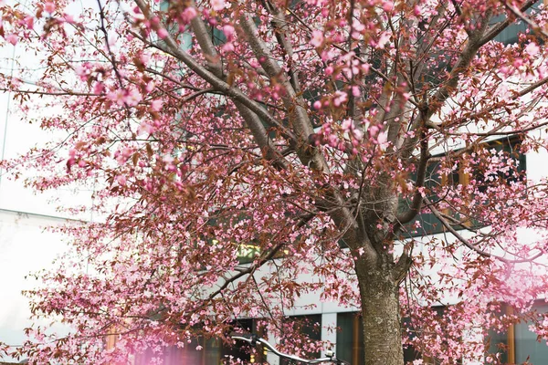 tree with pink flowers in front of a building