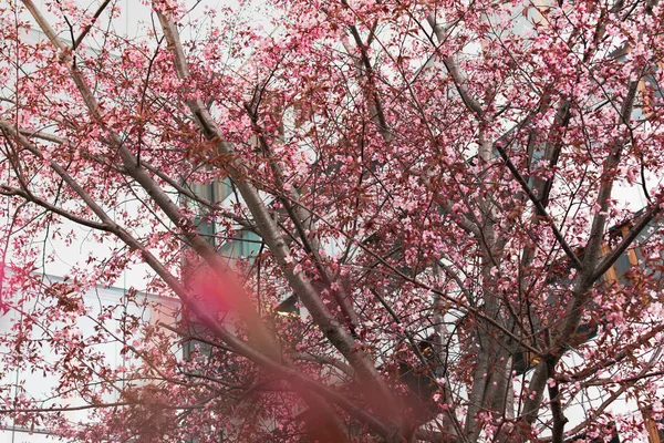 tree with pink flowers is in front of a building