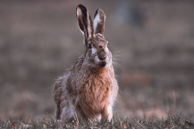 Kahverengi tavşan tarlada oturuyor. 