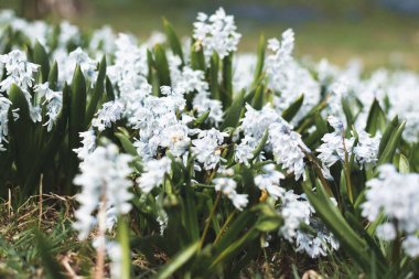 Parkta bahar beyaz çiçekleri. Puschkinia scilloides