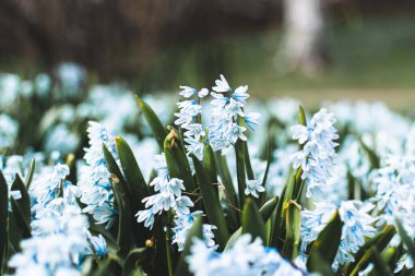 Parkta bahar beyaz çiçekleri. Puschkinia scilloides