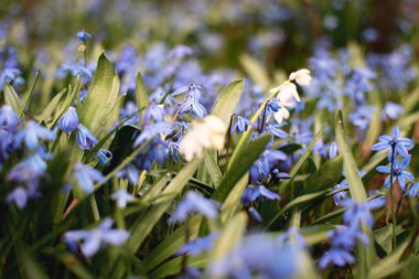 Güzel ilk bahar mavi çiçekleri bahçede