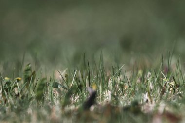 Bahçedeki yeşil çimenler