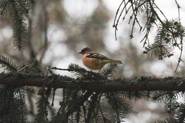 Yaygın papatya çayırı, baharda yeşil arka planda bir dala oturur. Vahşi yaşamın güzel ötücü kuşu papatya çayı. Sıradan ispinoz mu yoksa latin adı Fringilla Coelebs mi?