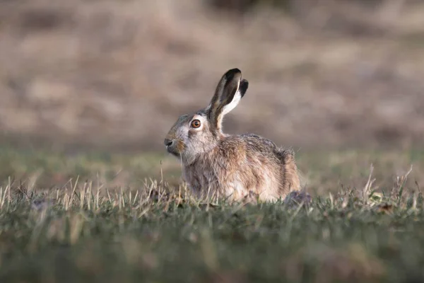 hare sits in a field with the sun shining on its face