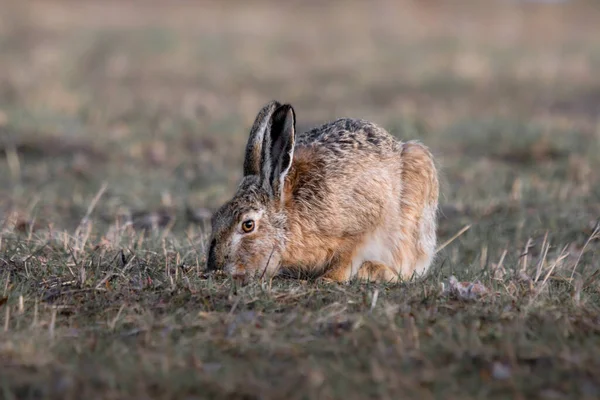 hare sits in a field, looking for food