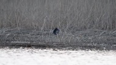 Gri balıkçıl (Ardea cinerea) arka planda uzun otlar bulunan bir bataklıkta durur.