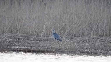 Gri balıkçıl göldeki uzun çimenlerde yürüyor.