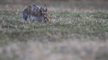 Tavşan tarlada ot yer.
