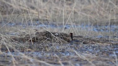 Büyük Armalı Yunus, yumurtalarının etrafına bir yuva inşa eder.