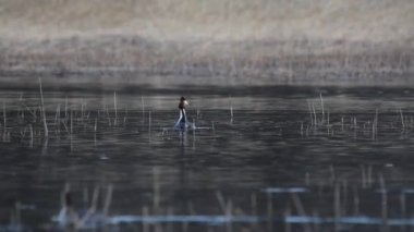Büyük tepeli batağan gölde yüzüyor
