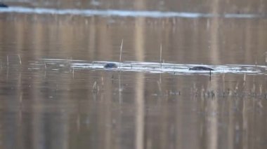 Büyük tepeli batağan gölde yüzmek
