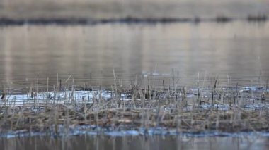 Great Crested Grebe bataklıkta yüzer ve bir yuva yapar.