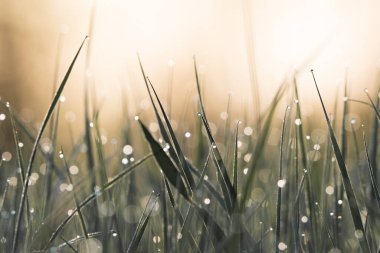 Güneş ışığının arka planında çiğ damlaları olan yeşil çimenler