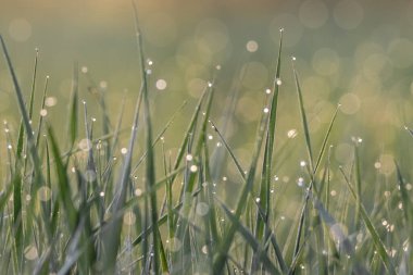 Yeşil çimlerin üzerindeki çiy damlaları