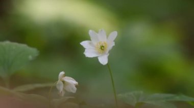 Yeşil arka planda kardamlası çiçekleri yakın plan