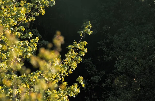 stock image green tree branches in the forest 