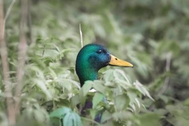 Yaban ördeği çimlerin üzerinde duruyor.