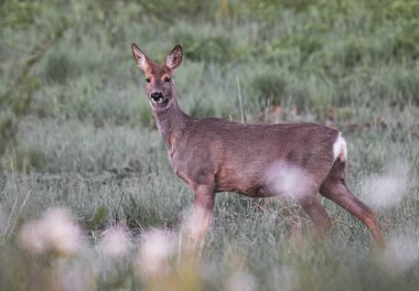 Yumurta geyiği yaz tarlasında duruyor.