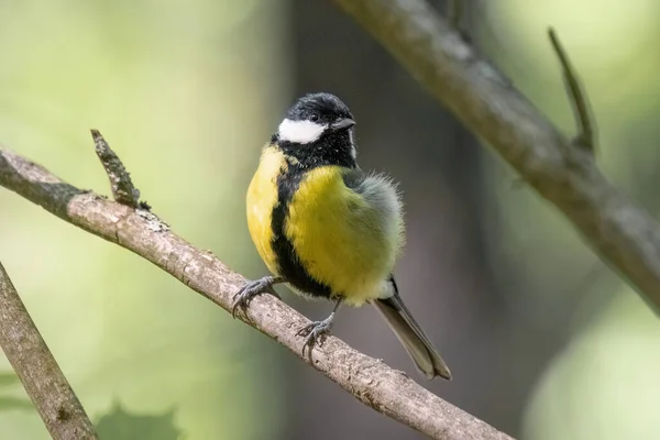 stock image titmouse sitting on the tree