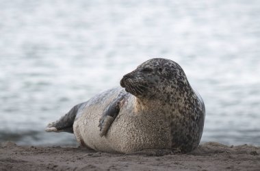 Almanya 'nın Helgoland adasındaki plajı mühürleyin.