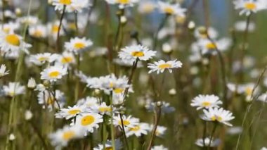 Rüzgarda sallanan beyaz papatya tarlası. Konsept: doğa, çiçekler, ilkbahar, biyoloji, fauna, çevre, ekosistem