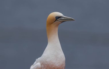 Kuzey sümsük kuşu Helgoland adasında bir kayanın üzerinde oturur.