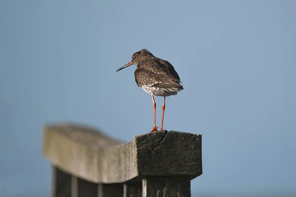 stock image common redshank with orange legs stands on a wooden post