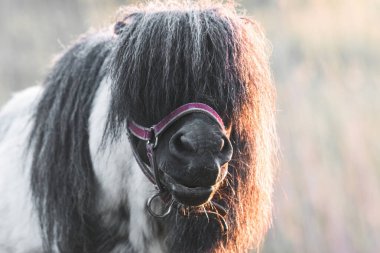 Ağızlığında uzun saçlı bir midillinin portresi.
