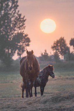 At ve midilli gün batımında bir tarlada duruyor.