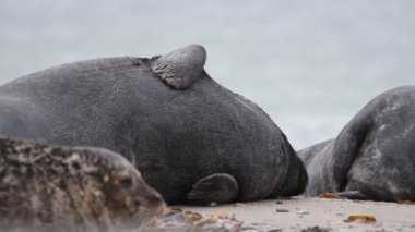 Almanya 'da Heligoland adasında kumların üzerinde iki fok yatar.