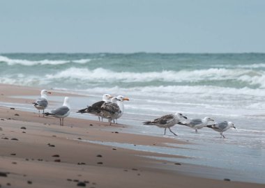Kuzey Denizi kıyısında duran martılar