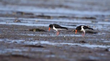 Avrasya istiridye yakalayıcısı (Haematopus ostralegus) sığ sularda yürüyor