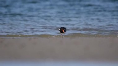 Avrasya istiridye yakalayıcısı (Haematopus ostralegus) sığ sularda yürüyor