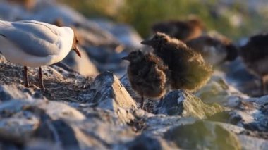 Martı yavruları sahilde durur. 