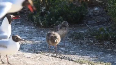 Kumsalda martılar ve bebek martılar