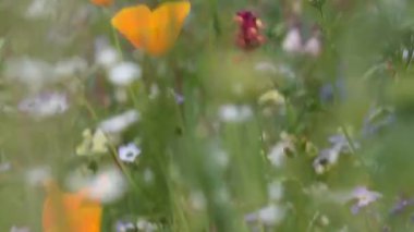 beautiful wildflowers in the garden