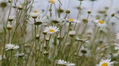Açık büyüyen renk çiçekler yakın