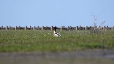 Shelduck (tadorna tadorna) yeşil bir alanda yürüyor