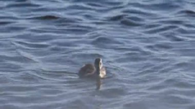 Tek ördek yavrusu gölde yüzüyor.