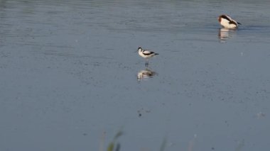 Pied avocet (Recurvirostra avosetta) yiyecek sığ su arıyor