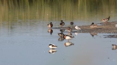 Göl kıyısında farklı ördek sürüleri