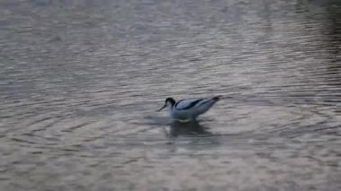 Pied avocet (Recurvirostra avosetta) sığ suda besleniyor