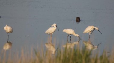 Yaygın kaşıklar kendilerini yıkar ve tüylerini temizler.