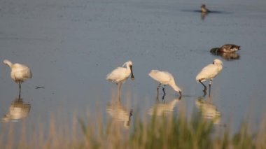 Avrasya Kaşık Faturası ya da sığ sularda yiyecek aramak için yürüyen sıradan kaşık faturası
