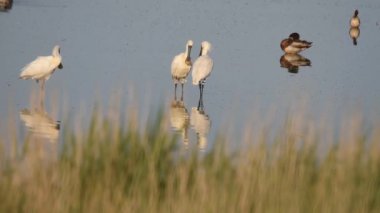 Sıradan kaşık gagası kendini yıkar ve gölette tüylerini temizler.