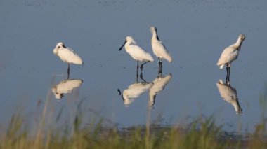 Dört yaygın kaşık gagası (Platalea lucorodia) göletin üzerinde duruyor
