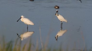 Yaygın kaşık faturası (Platalea lucorodia) sabahın erken saatlerinde sığ sularda bulunur