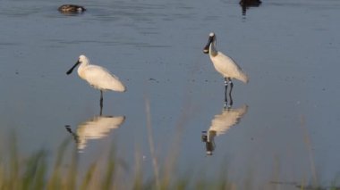iki yaygın kaşık gagası (Platalea lucorodia) göletin üzerinde duruyor