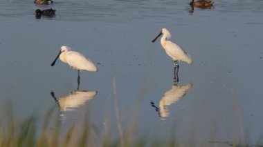 Avrasya Spoonbill (Platalea leucorodia) sabah erken saatlerde sığ sularda bulunur